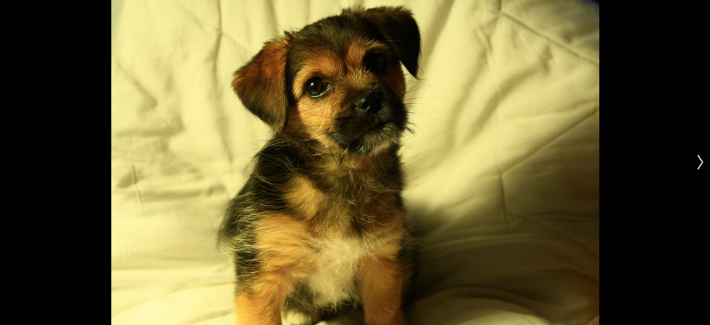 Article : Le chien d&rsquo;Alcibiade, le feuilleton Agb&eacute;yom&eacute; et la politique togolaise